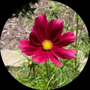 Meet your Posher, Ella